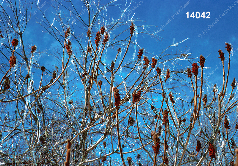 Staghorn Sumac (Rhus typhina)